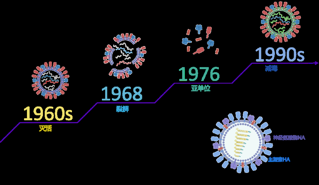 流感病毒疫苗的发展历程（图片来源：作者）