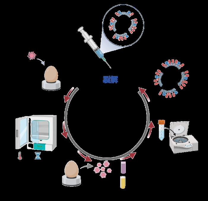流感亚单位疫苗的研发流程（图片来源：作者）