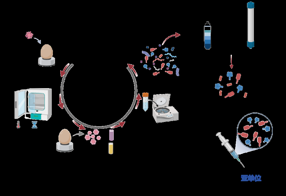 流感亚单位疫苗的研发流程（图片来源：作者）