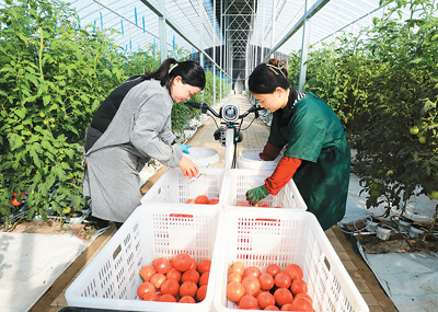 近年来，安徽省淮北市烈山区古饶镇运用新技术发展现代智慧农业，着力打造布局优、规模大、效益高的蔬菜产业体系，促进农业增效、农民增收。图为11月初，古饶镇高标准设施蔬菜示范种植基地内，工人正在采摘头茬西红柿。李 鑫摄（人民视觉）